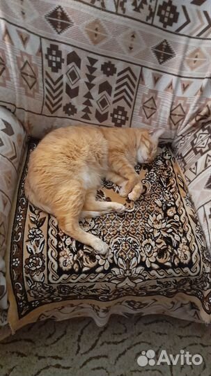 Отдам кота в добрые руки бесплатно