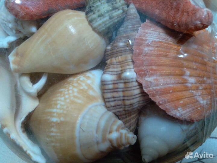Морские ракушки раковины