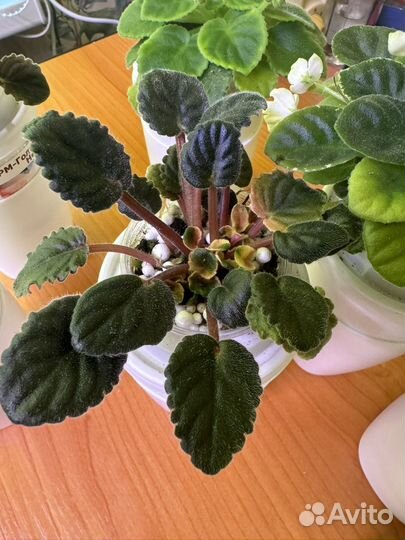 Фиалка сортовая