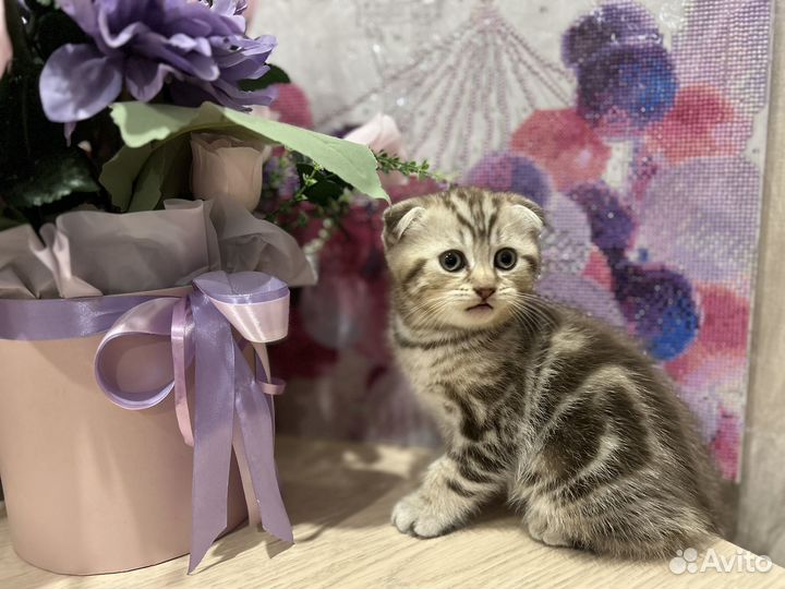 Шотландские вислоухие