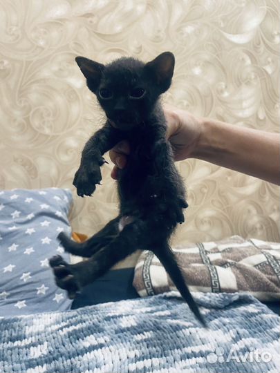 Отдам котят