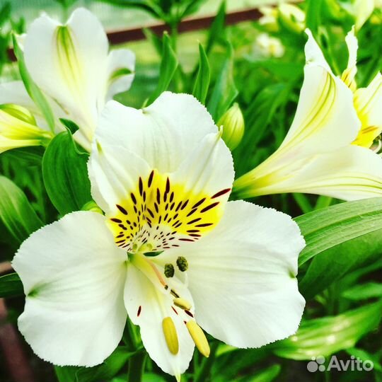 Живые Цветы.Альстромерия.Букеты