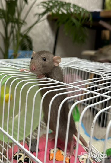 Крыса дамбо бесплатно