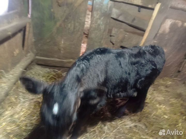 Телята бычки