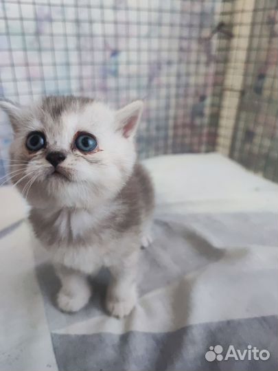 Котята шотландская шиншилла