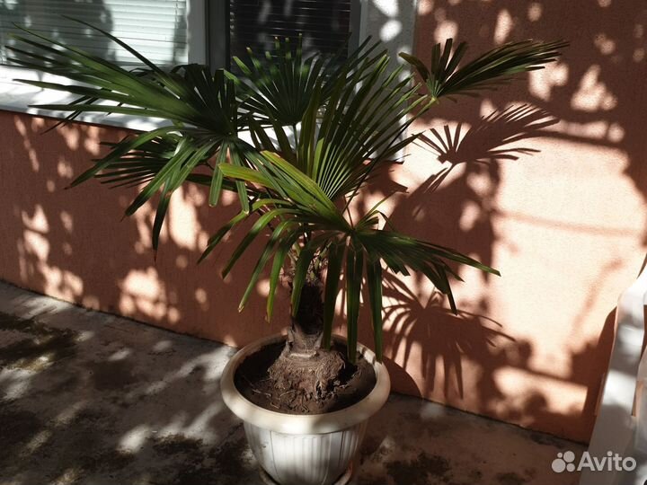 Пальма. 10 лет