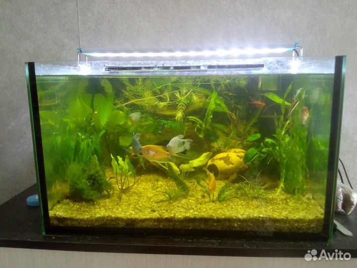 Аквариум