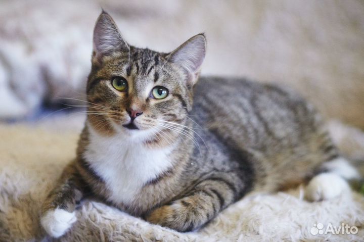 Кошечка Ксюша