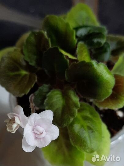 Фиалки мини трейлеры