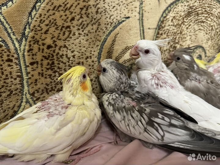 Кореллы безщекие птенцы