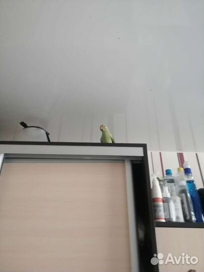 Ожереловый попугай