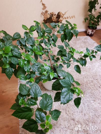 Гибискус - Китайская Роза