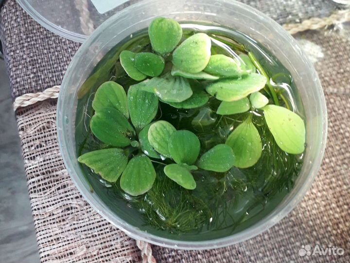 Растения для флорариума