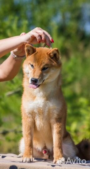 Щенки сиба ину
