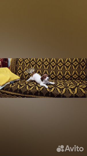 Щенок бигля