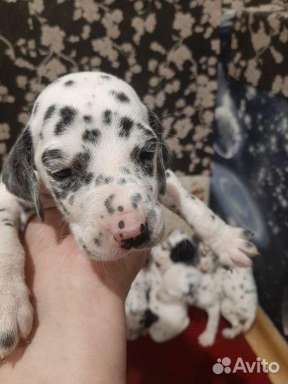 Щенки далматина