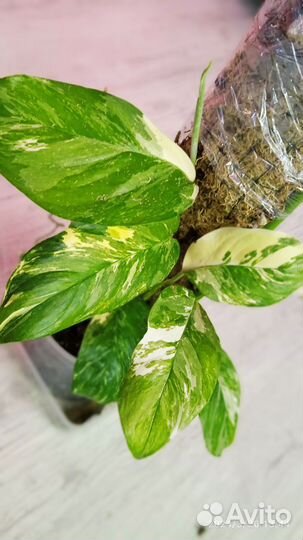 Монстера lechleriana variegated