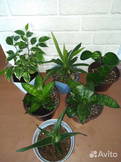 Комнатные цветы