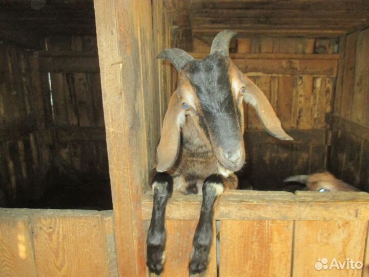 Козел, козы