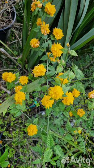 Керрия махровая