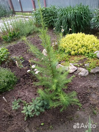 Лиственница живая 90 см