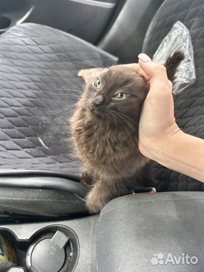 Черный котенок в добрые руки бесплатно