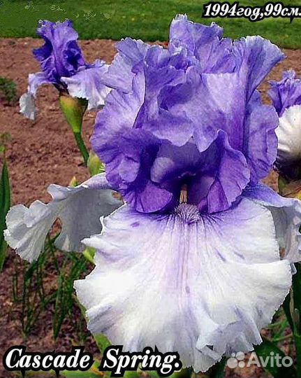 Ирисы бородатые набор-11