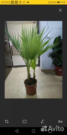 Пальма вашингтония