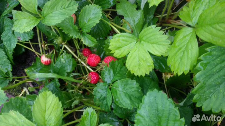 Саженцы клубники