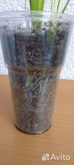 Спатифилуум Пикассо