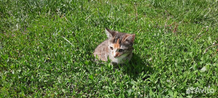 Отдадим бессплатно в добрые руки