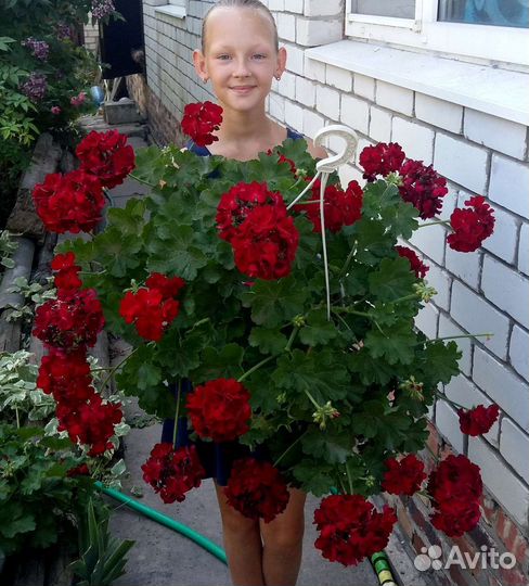 Пеларгония Калиопа Dark Red