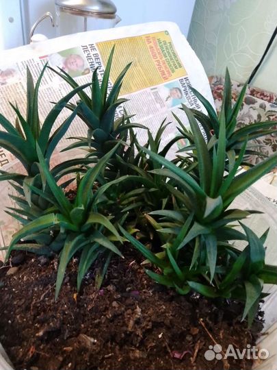 Калла Кордилина Astroloba Сеткреазия Стапелия