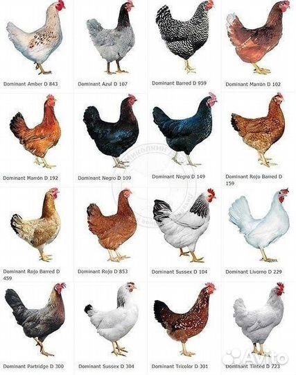 Курочки Доминанта, Ломан (молодки) 4 мес