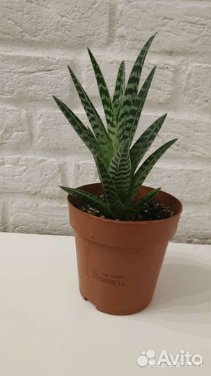 Коллекция алоэ