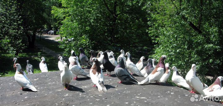 Пермские гривуны и бабочки