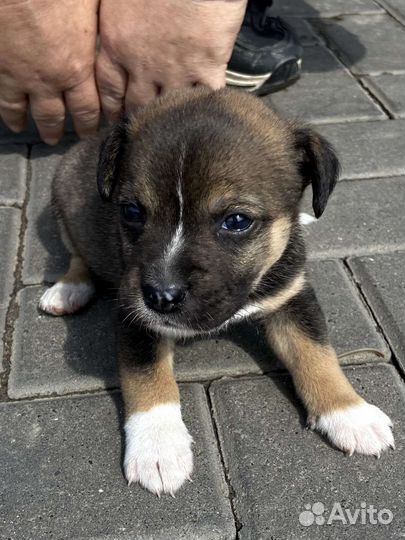 Щенки дворняжки бесплатно