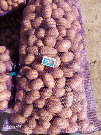 Продам семенной картофель