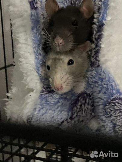 Передежка крыс