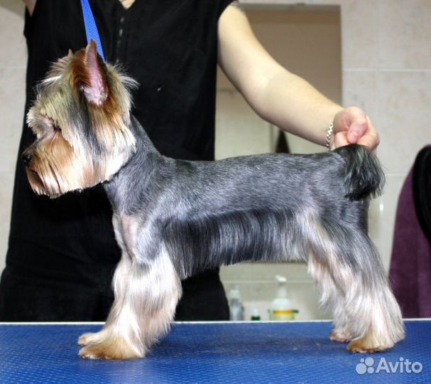 Стрижка кошек и собак(Выезд на дом)