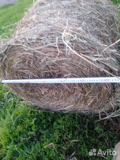 Продам сено в рулонах 25-35 кг длинна70 диаметр60