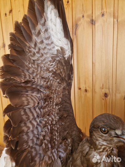 Чучело ястреба