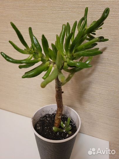 Крассула Хоббит