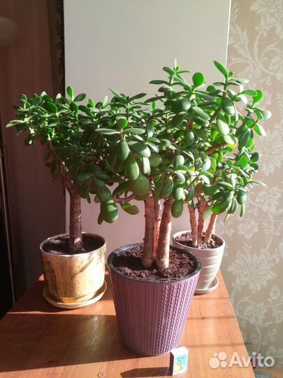 Денежное дерево Толстянка