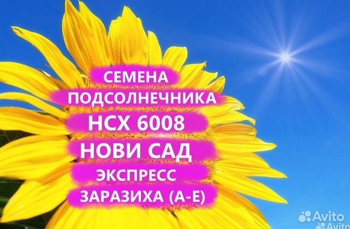 Семена подсолнечника нсх 6008 Гибрид нс, Рязань