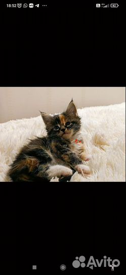 Котята мейн-кун