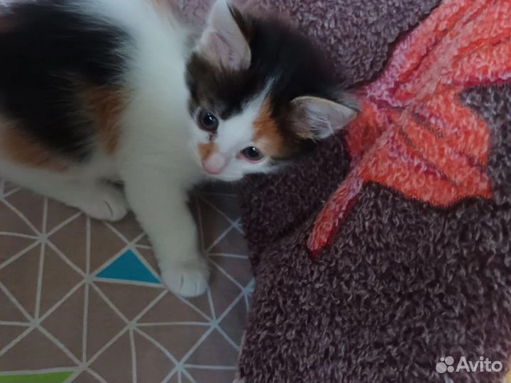 Котята в добрые руки 1.2 месяцев