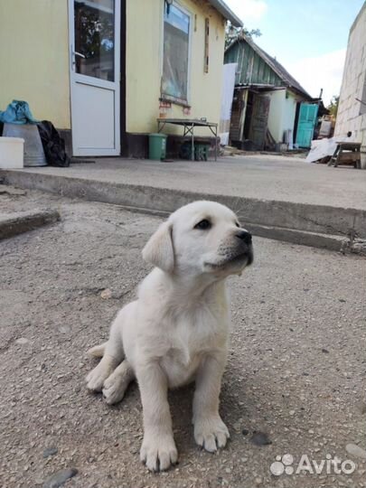 Щенки лабрадора