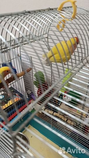 Попугаи неразлучники