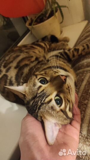 Бенгал вязка